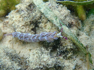 海の野中の砂地に生える海藻とムカデミノウミウミ（Pteraeolidia semperi ）