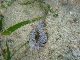 海の野中の砂地に生える海藻とムカデミノウミウミ（Pteraeolidia semperi ）