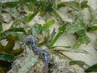 海の野中の砂地に生える海藻とムカデミノウミウミ（Pteraeolidia semperi ）
