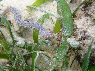 海の野中の砂地に生える海藻とムカデミノウミウミ（Pteraeolidia semperi ）