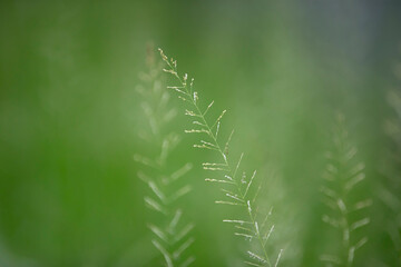 Close up of grass in the field. Shallow depth of field.