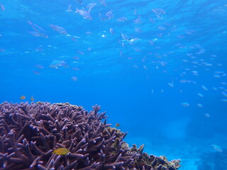 Naklejka na ściany i meble 青く綺麗な海と様々なサンゴと熱帯魚が生息する風景