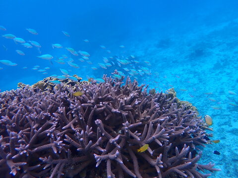 サンゴの上に生息するデバスズメダイの群れ（Blue green damselfish）