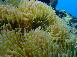 薄緑色の先がピンク色な大きなイソギンチャクのアップ（Condylactis gigantea）