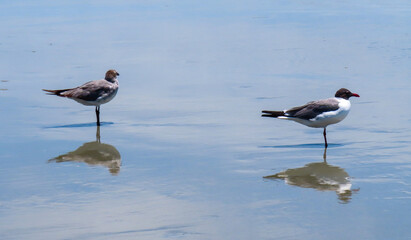 seagulls reflection in water at beach