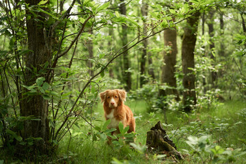 red dog in the forest. Nova Scotia Duck Retriever in nature. Adventure, traveling with a pet
