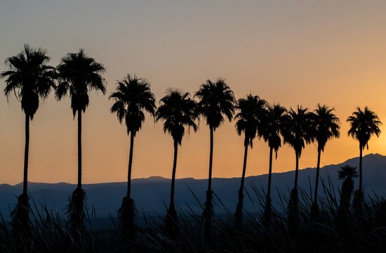 A line of beautiful palm trees at sunrise at the Mojave desert with hills and orange sky in the background