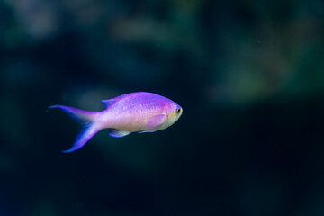 Naklejka premium ハナゴイ