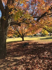 autumn trees in the park