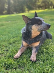 Blue Heeler on gress