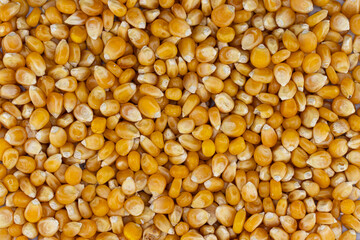 close up of corn grains