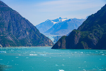 Arctic forest along the shore of Tracy Arm Fjord near Juneau in southeastern Alaska, USA
