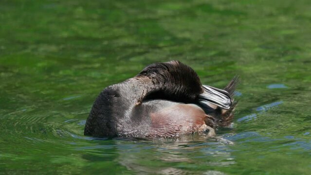 Male New Zealand Scaup Duck rubbing its head
