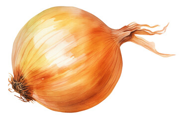 Watercolor illustration of onion isolated on transparent background