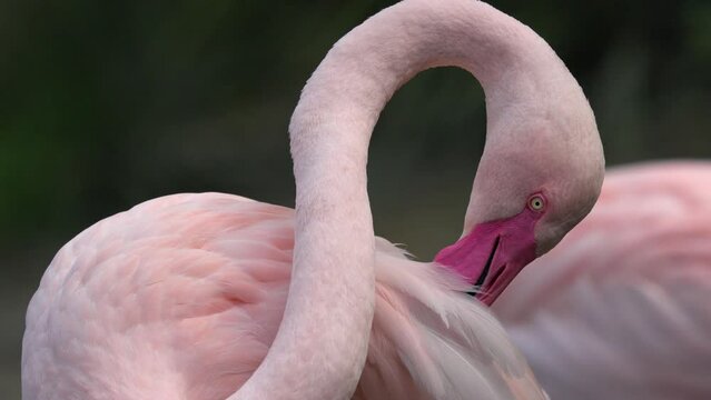 Flamingo preening its pink feathers to keep them clean