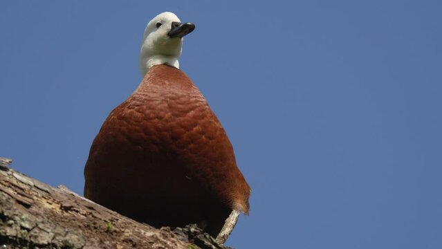Female Paradise shelduck in perched on a tree stump in New Zealand