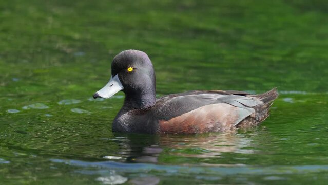 Male New Zealand Scaup Duck also known as Papango treading water on a lake