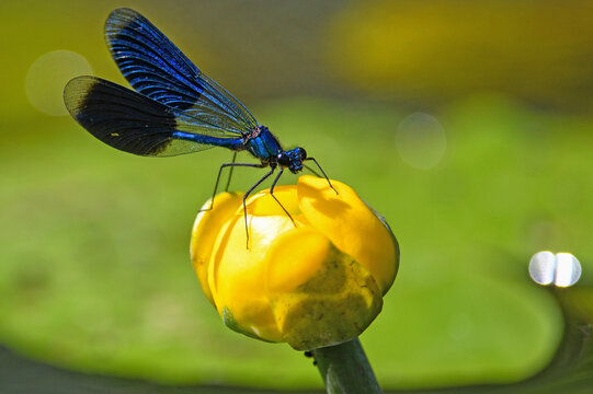 A dragonfly perches