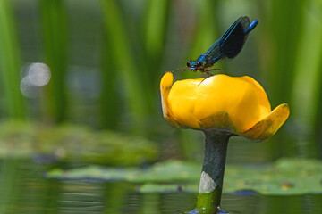 A dragonfly perches