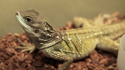 Photograph Reptiles on the habitat , monitor lizard , croc
