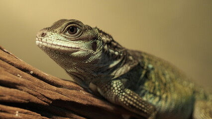 Photograph Reptiles on the habitat , monitor lizard , croc