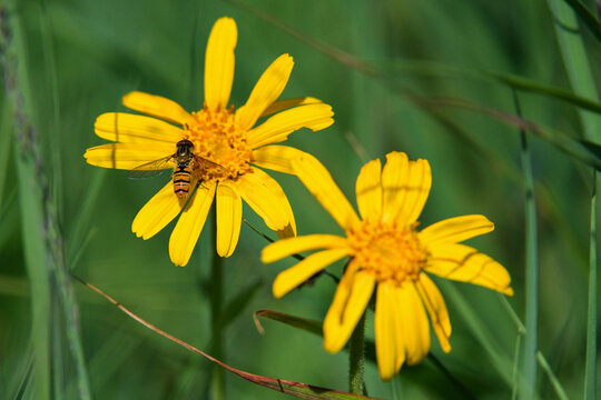 shows Arnica montana