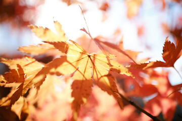 太陽に照らされる紅葉のイメージ