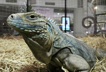 Photograph Reptiles on the habitat , iguana , tortoise