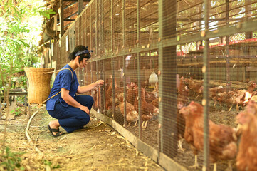 A pretty Asian woman poses carrying a bamboo basket feeding chickens from bio organic food in the farm chicken coop. Floor cage free chickens is trend of modern poultry farming. Small local business. © topten22photo