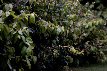 Fototapeta na wymiar Bush of green leaves for desktop background or resource for fineart photographer, leaves, nature, overlay.
