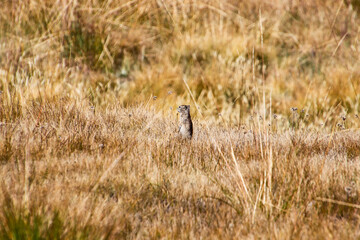 Yosemite National Park Marmot in meadow