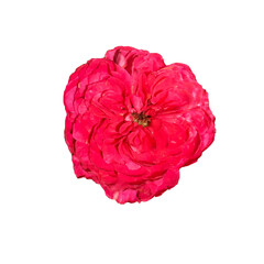 The rose is isolated on a white background