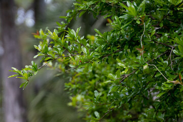 Tree branches and green leaves, overlay, fine art photography, Background