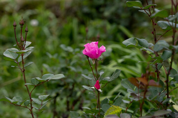 Green leaves and pink flower, wallpaper, background, fine art photography, overlay.