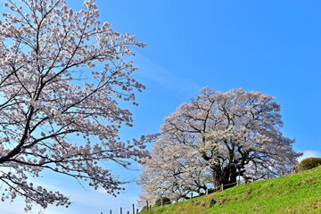 Naklejka premium 醍醐桜 桜 春 岡山
