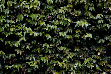 Background of green leaves, wallpaper, fine art photographer resource, overlay, background, texture.
