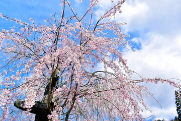 桜　春　枝垂桜　枝垂れ桜　しだれ桜　広島