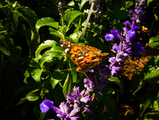 An American Lady butterfly extends its proboscis to reach the nectar produced by a purple savia plant