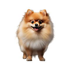 Pomeranian_dog_breed_full_body