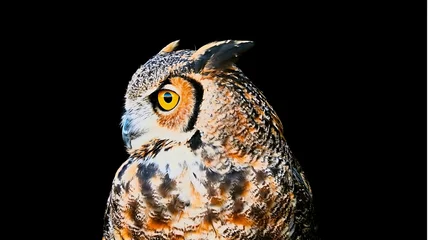 Gordijnen Yellow eyes of horned owl close up on a dark background. © Jame