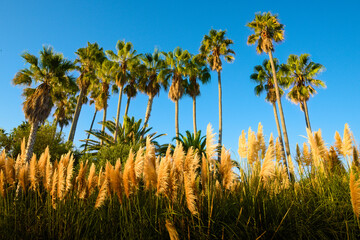Fototapeta premium A row of palm trees tower over a field of pampas grass surrounded by a bright blue sky
