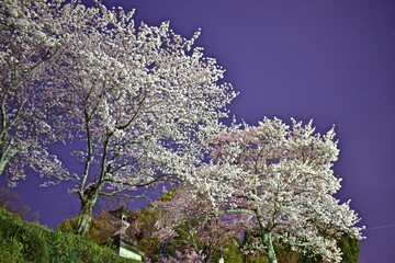夜桜　広島　桜　春