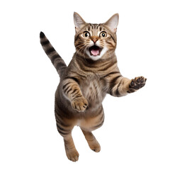 Jumping cat playing on transparent background PNG