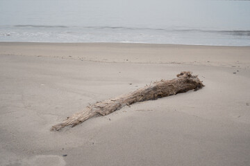 海辺の砂浜に埋まる流木