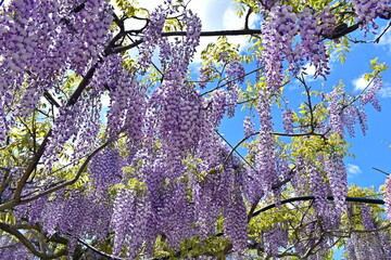 藤　藤園　藤棚　藤の花　広島