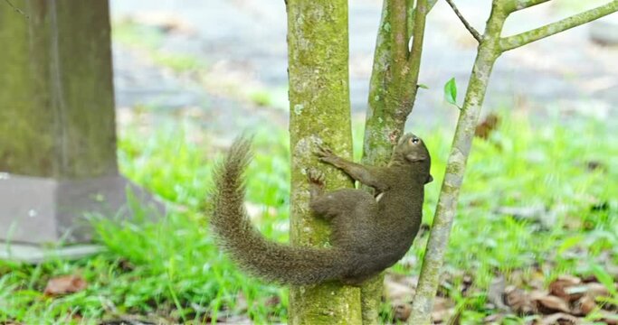The plantain squirrel, scientifically known as Callosciurus notatus.These squirrels are known for their active and agile behavior, as well as their ability to inhabit urban and forested environments.