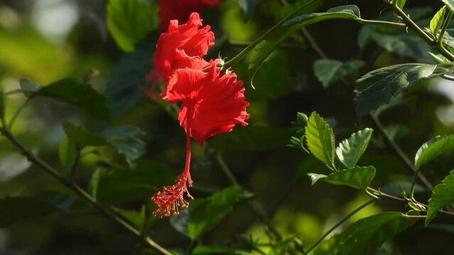 Hibiscus flower - red - beautiful. green .