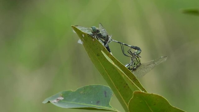 Dragonfly mate - wind - leaf .