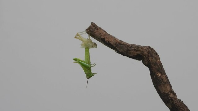 grasshopper removing skin - green .