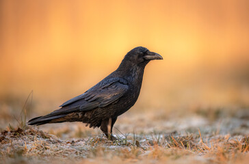 Raven bird ( Corvus corax ) close up
